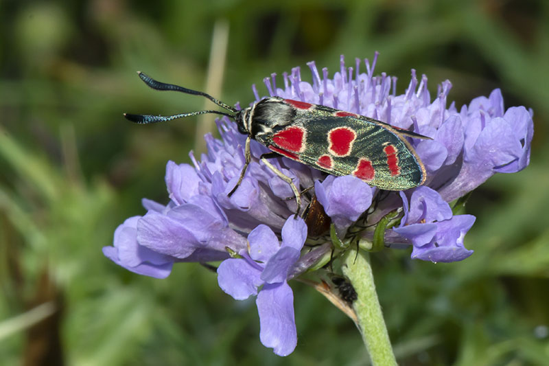 Specie di Zygaena di fine maggio - inizio luglio